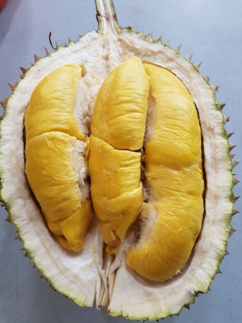 durian - the edible part